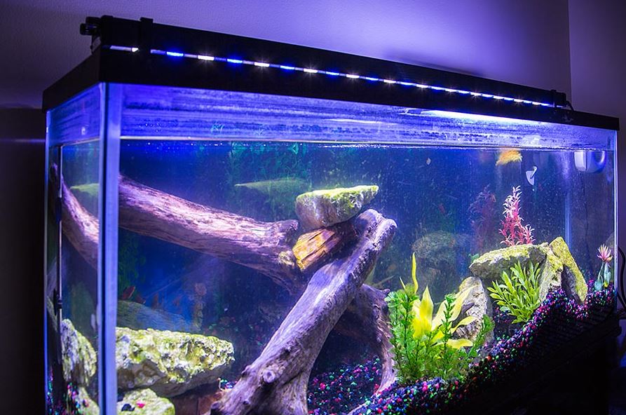 Why You Should Have an Aquarium in Your Home post thumbnail image