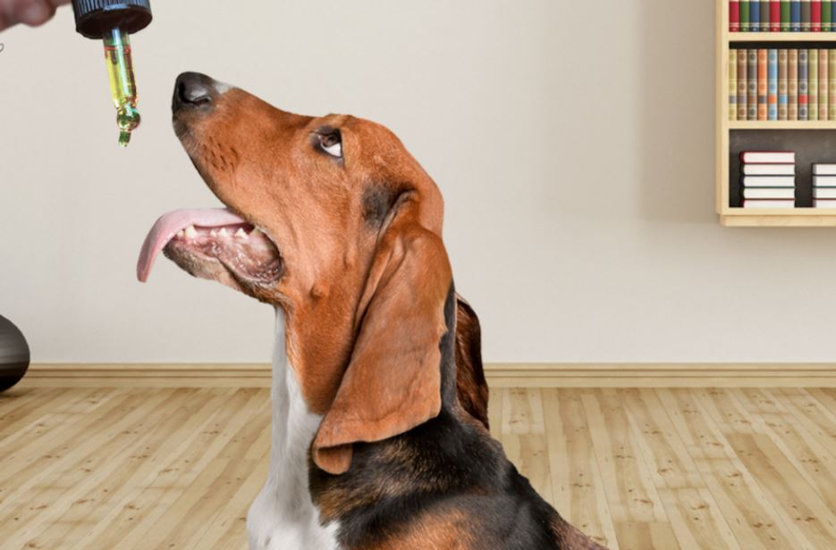 CBD pet treats